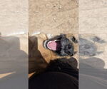 Small #2 Border Terrier-Pembroke Welsh Corgi Mix