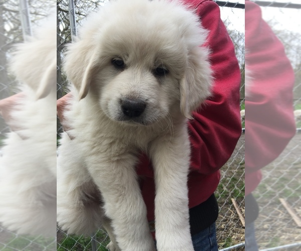 Medium Photo #1 Great Pyrenees Puppy For Sale in ARCHBOLD, OH, USA