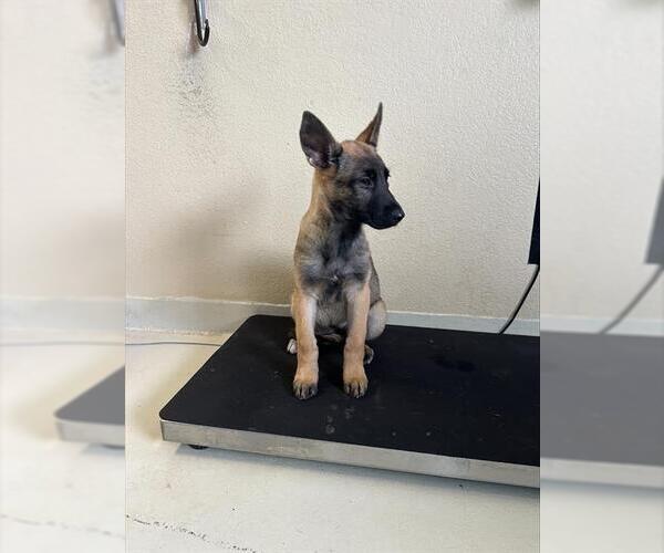 Medium Photo #1 German Shepherd Dog-Unknown Mix Puppy For Sale in Santa Cruz, CA, USA