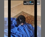 Small #2 Poodle (Toy)