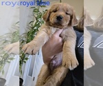 Small #4 Golden Retriever
