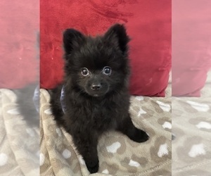 Pomeranian Puppy for sale in PIEDMONT, SC, USA