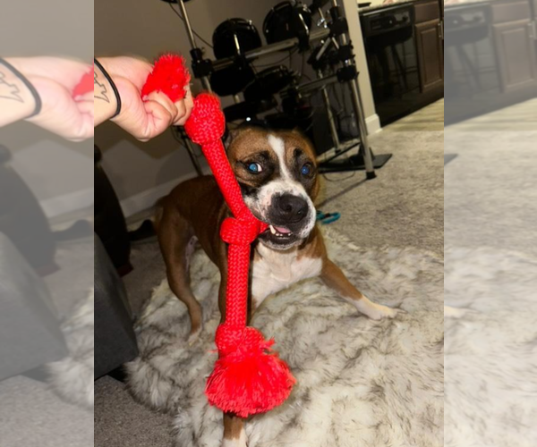 Medium Photo #12 American Staffordshire Terrier-Boxer Mix Puppy For Sale in Holly Springs, NC, USA