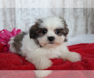 Mal-Shi Puppy for sale in SHILOH, OH, USA