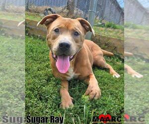 American Pit Bull Terrier Dogs for adoption in Maryville, TN, USA