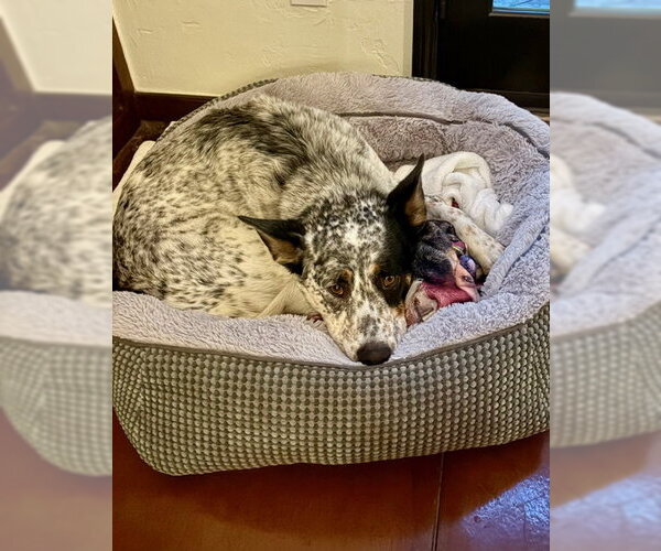 Medium Photo #2 Mutt Puppy For Sale in Chandler, AZ, USA