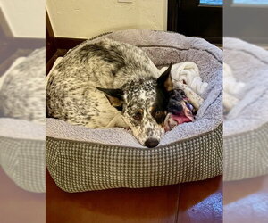 LUCKY #17 - Male Mutt Dog for Adoption - Photo #2