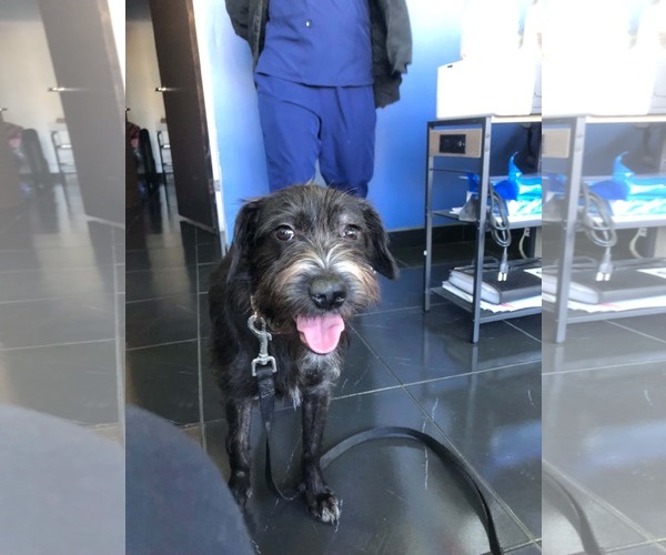 Medium Photo #5 Tibetan Terrier-Unknown Mix Puppy For Sale in Escondido, CA, USA