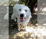 Small #1 Great Pyrenees