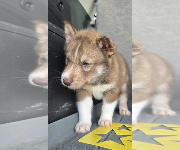 Medium Photo #7 Siberian Husky Puppy For Sale in FORT PLAIN, NY, USA