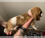 Small Photo #2 Basset Hound Puppy For Sale in NORMAN, OK, USA