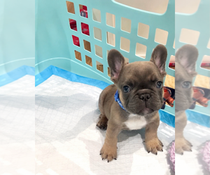 French Bulldog Dogs for adoption in PHILADELPHIA, PA, USA