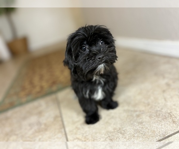 Medium Photo #4 Morkie Puppy For Sale in TUCSON, AZ, USA