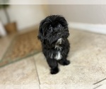 Small #3 Morkie