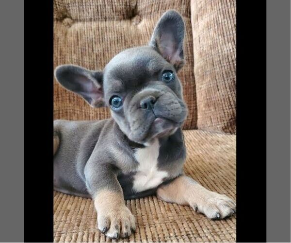 Medium Photo #3 French Bulldog Puppy For Sale in GORDONVILLE, PA, USA
