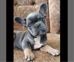 Small #2 French Bulldog