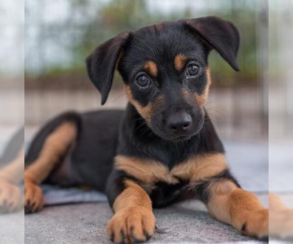 Medium Photo #5 Mutt Puppy For Sale in San Diego, CA, USA