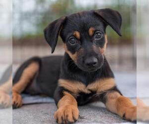 Dancer Pup - Jitterbug - Female Mutt Dog for Adoption - Photo #5