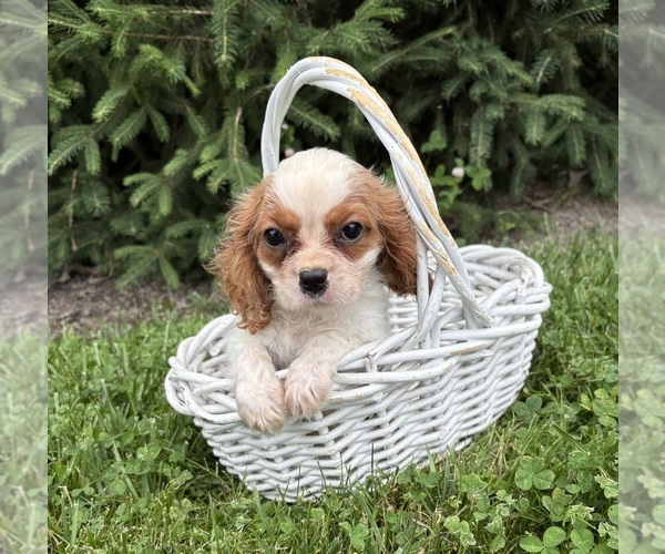 Medium Photo #5 Cavalier King Charles Spaniel Puppy For Sale in MIDDLEBURY, IN, USA