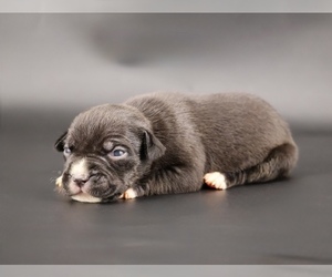 American Bully Puppy for sale in CHAMPAIGN, IL, USA