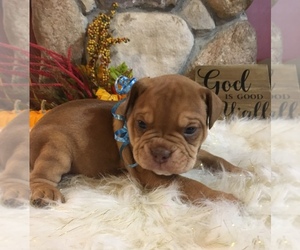 Olde English Bulldogge Puppy for sale in CHETEK, WI, USA