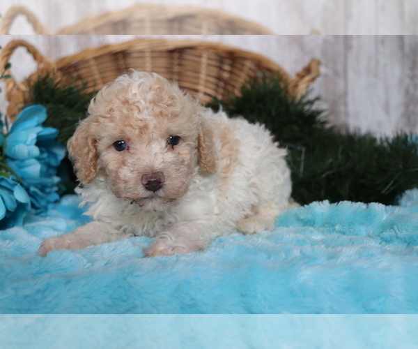 Medium Photo #3 Poodle (Miniature) Puppy For Sale in SHILOH, OH, USA
