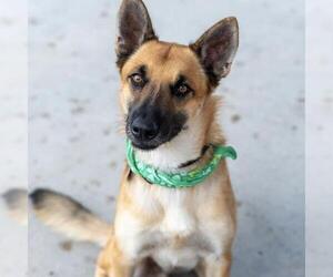 Rondo - Male Mutt Dog for Adoption - Photo #7