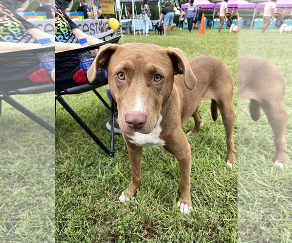 Medium Photo #3 Mutt Puppy For Sale in Holly Springs, NC, USA