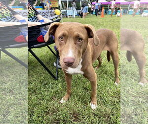 Clarey - Female Mutt Dog for Adoption - Photo #3