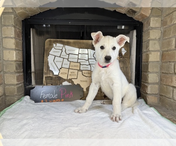 Medium Photo #14 German Shepherd Dog Puppy For Sale in GARDEN CITY, TX, USA