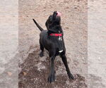 Small #5 Labrador Retriever Mix
