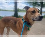 Small Photo #8 Greyhound-Unknown Mix Puppy For Sale in Flower Mound, TX, USA