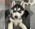 Small #3 Siberian Husky