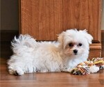 Small Photo #5 Maltese Puppy For Sale in ROCK VALLEY, IA, USA