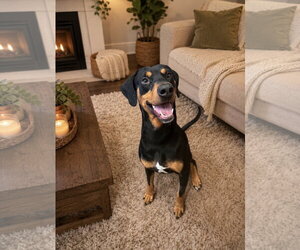 Doberman Pinscher Dogs for adoption in Menifee, CA, USA