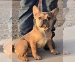 Small #1 French Bulldog