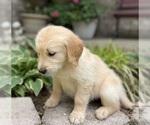 Small Photo #6 Golden Retriever Puppy For Sale in FORDLAND, MO, USA