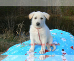 Small #3 German Shepherd Dog