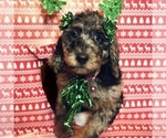 Puppy Eve Goldendoodle