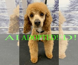 Poodle (Miniature) Dogs for adoption in Westminster, MD, USA