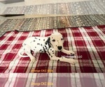 Small Photo #5 Dalmatian Puppy For Sale in VINEMONT, AL, USA