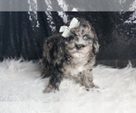 Small #6 Goldendoodle (Miniature)