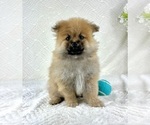 Small #3 Pomeranian