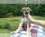 Small #4 German Shepherd Dog