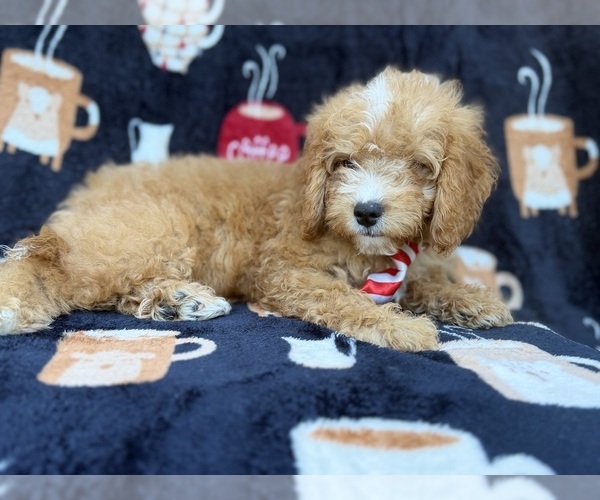 Medium Photo #10 Cavapoo (Miniature) Puppy For Sale in LAKELAND, FL, USA