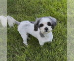 Small Photo #4 Lhasa Apso Puppy For Sale in FRAMINGHAM, MA, USA