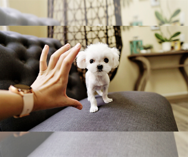 Medium Photo #4 Maltese Puppy For Sale in FULLERTON, CA, USA