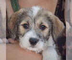 Small #6 Mutt