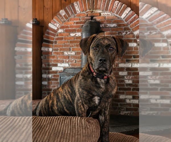 Medium Photo #1 Presa Canario Puppy For Sale in ANSON, ME, USA