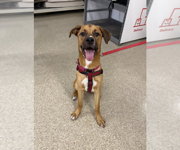Medium Photo #12 Labrador Retriever-Rhodesian Ridgeback Mix Puppy For Sale in Brewster, NY, USA